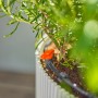Gardena Regulier- und Absperrventil (3/16) im Micro-Drip-System zur Bewässerung einer Pflanze.