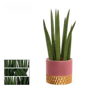Bogenhanf in Sorten im Keramik-Gefäß Topf-Ø ca. 9 cm Sansevieria Cylindrica
