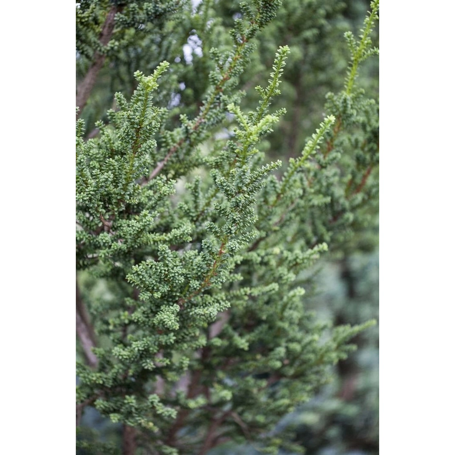 Taxus baccata 'Rushmore' 40-60 cm günstig online kaufen