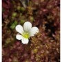 Nahaufnahme einer weißen Blüte des Rasensteinbrech Findling (Saxifraga cespitosa).