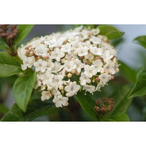Nahaufnahme des blühenden Lorbeer-Schneeballs 'Ladybird' mit weißen Blüten und grünen Blättern.