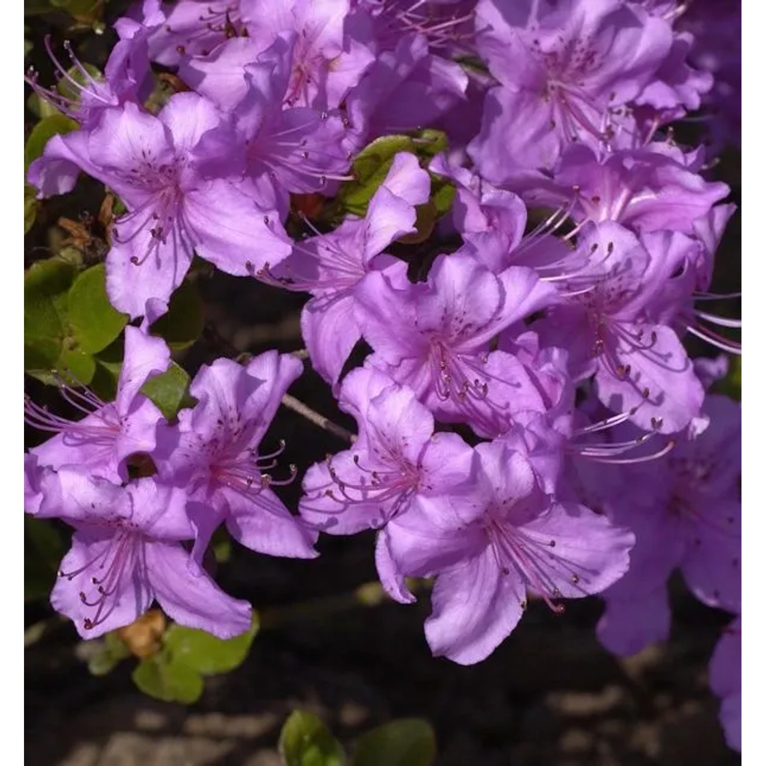 Japanische Azalee Lilac 25-30cm - Rhododendron obtusum - Zwerg Alpenrose günstig online kaufen