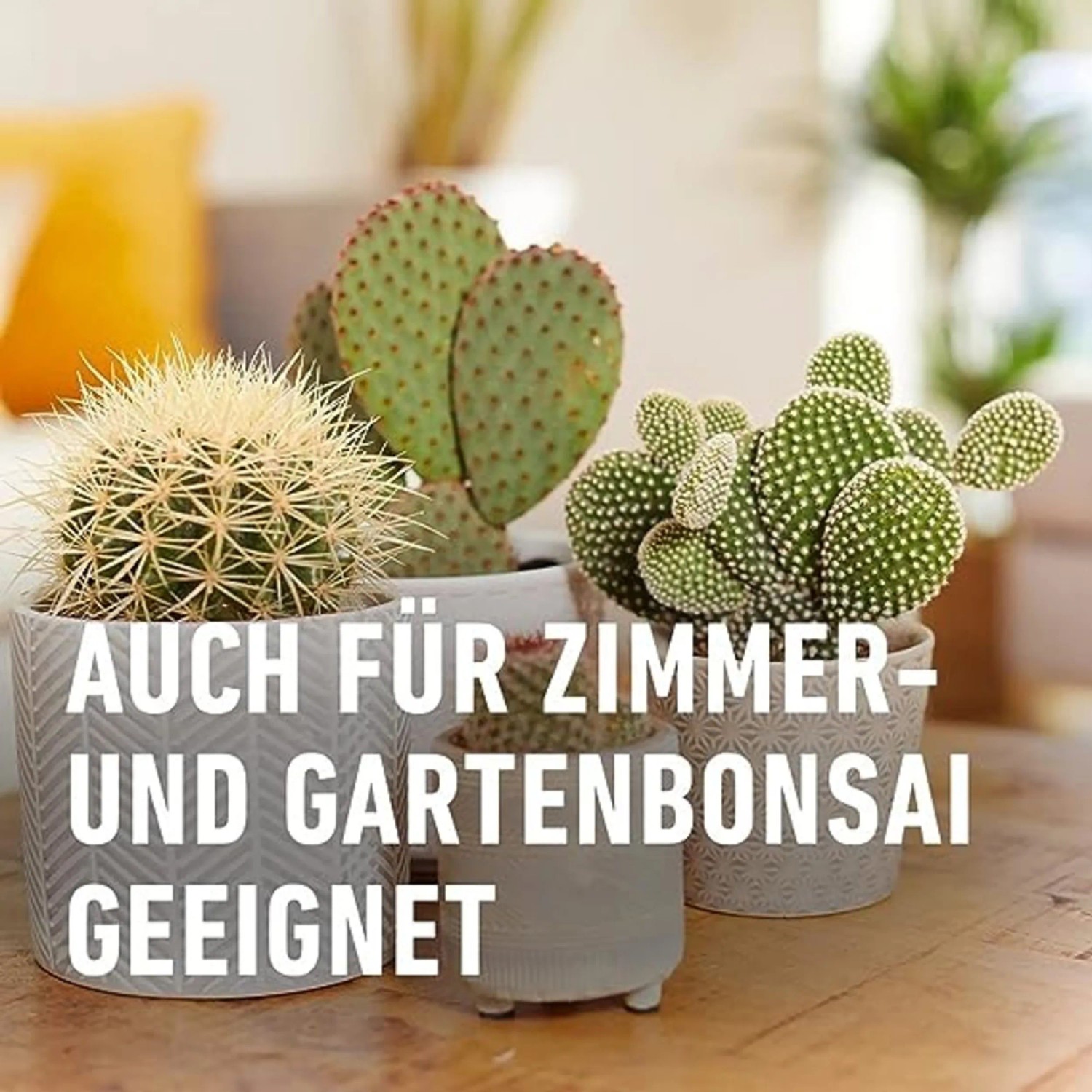 Verschiedene Kakteen in Töpfen, geeignet für Zimmer- und Gartenbonsai. Compo Kakteendünger.