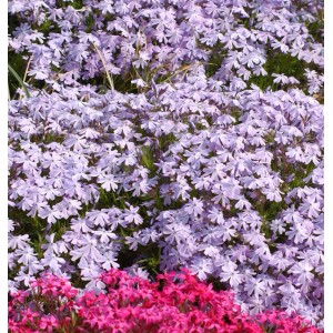 Blühender Teppich-Phlox (Phlox subulata Bentia) in Lila und Pink.