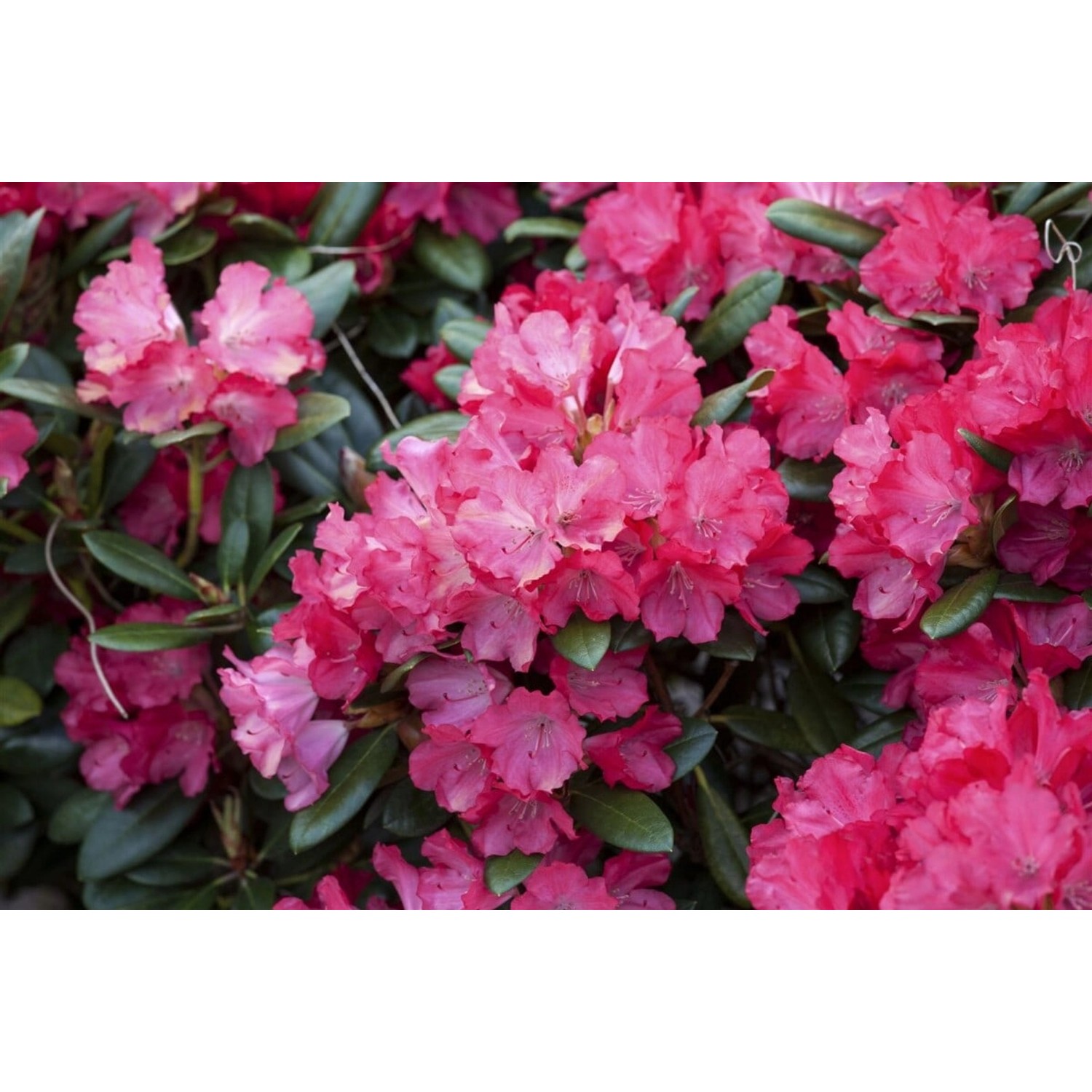 Rhododendron Yakushimanum Clivia Immergrün Rosa Blüten 80 cm Hoch günstig online kaufen