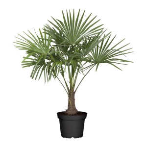 Grüne Hanfpalme (Trachycarpus fortunei) im Topf, ca. 100-120 cm hoch, für Innen & Außen.