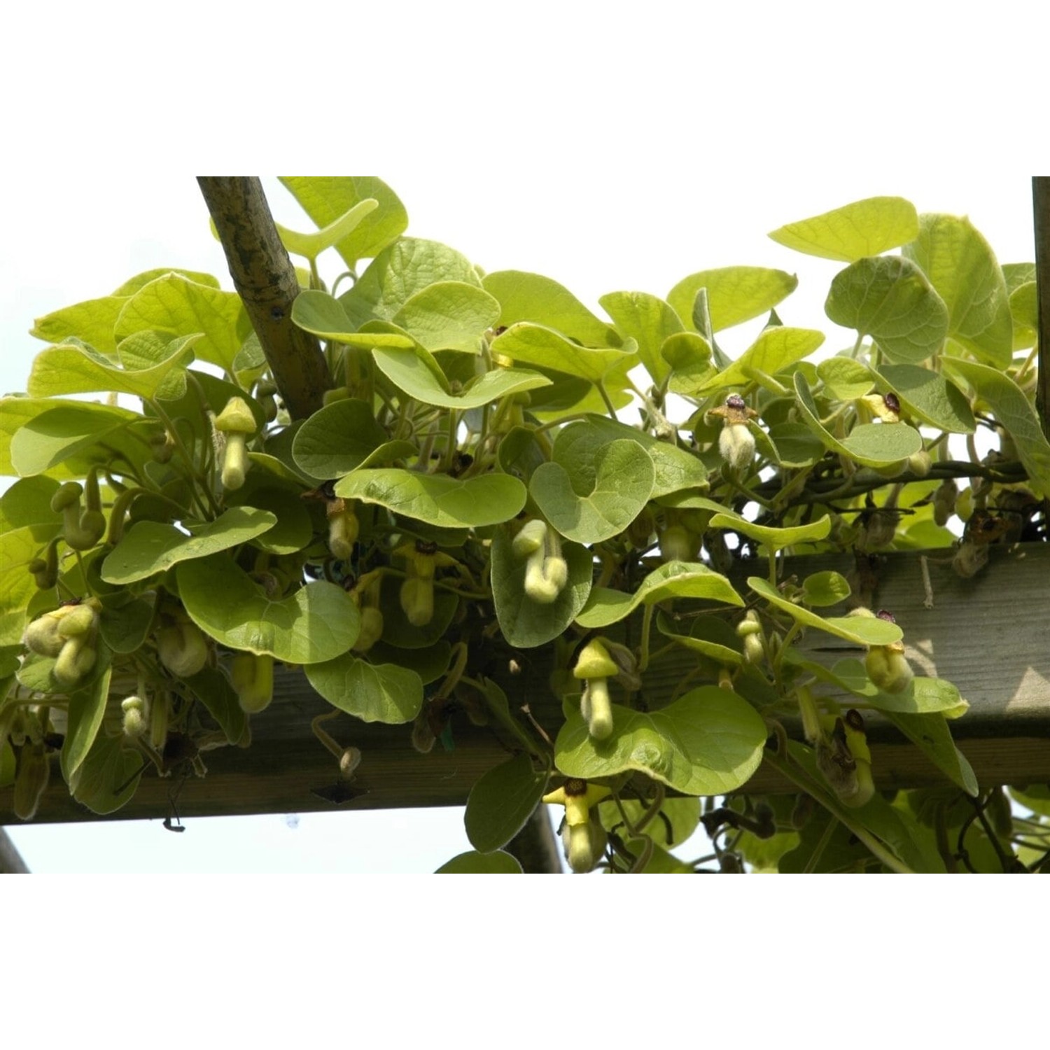 Aristolochia Macrophylla Pfeifenwinde Großblättrig 40–60 cm günstig online kaufen