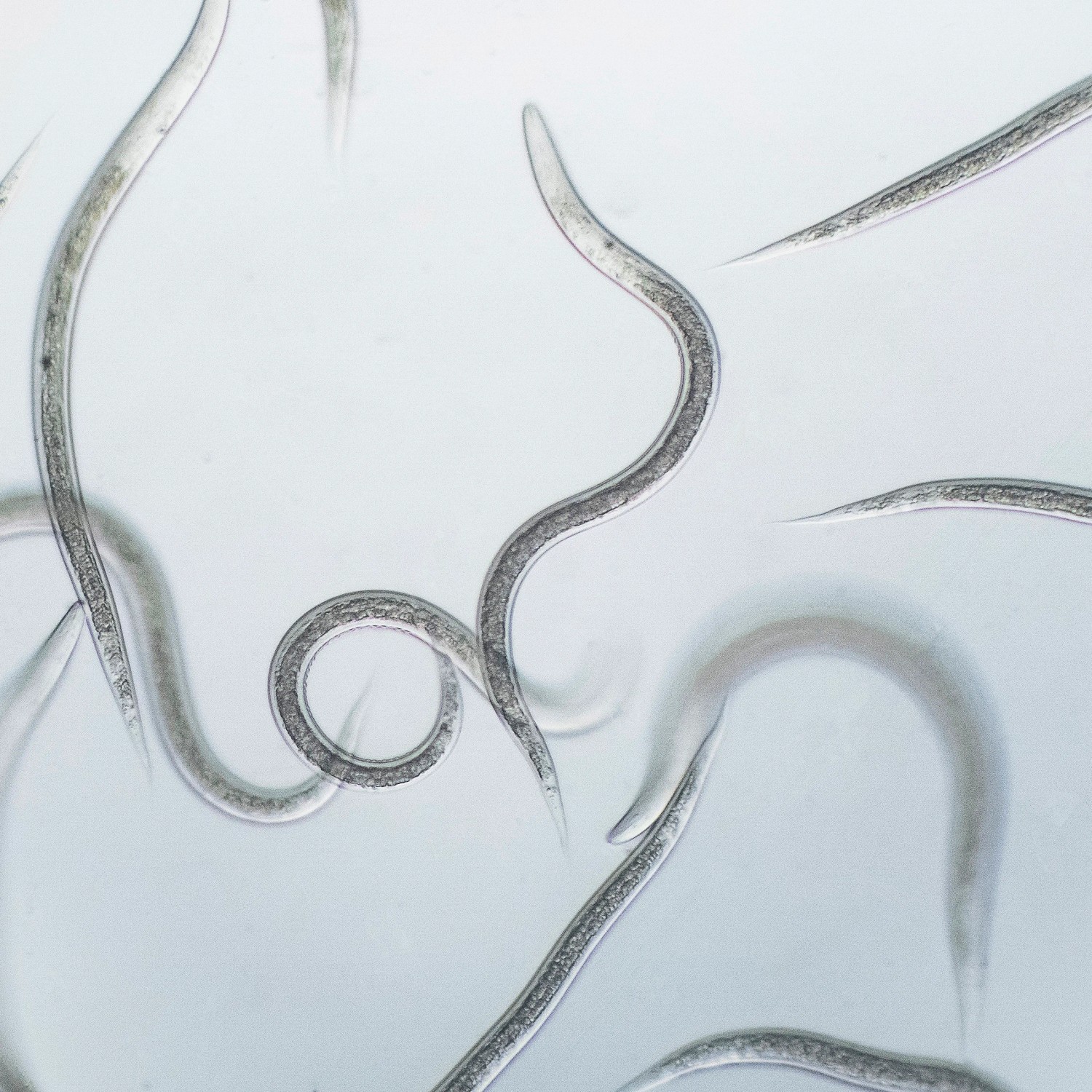 Nematoden gegen Engerlinge (nema-green) zur biologischen Schädlingsbekämpfung im Garten.
