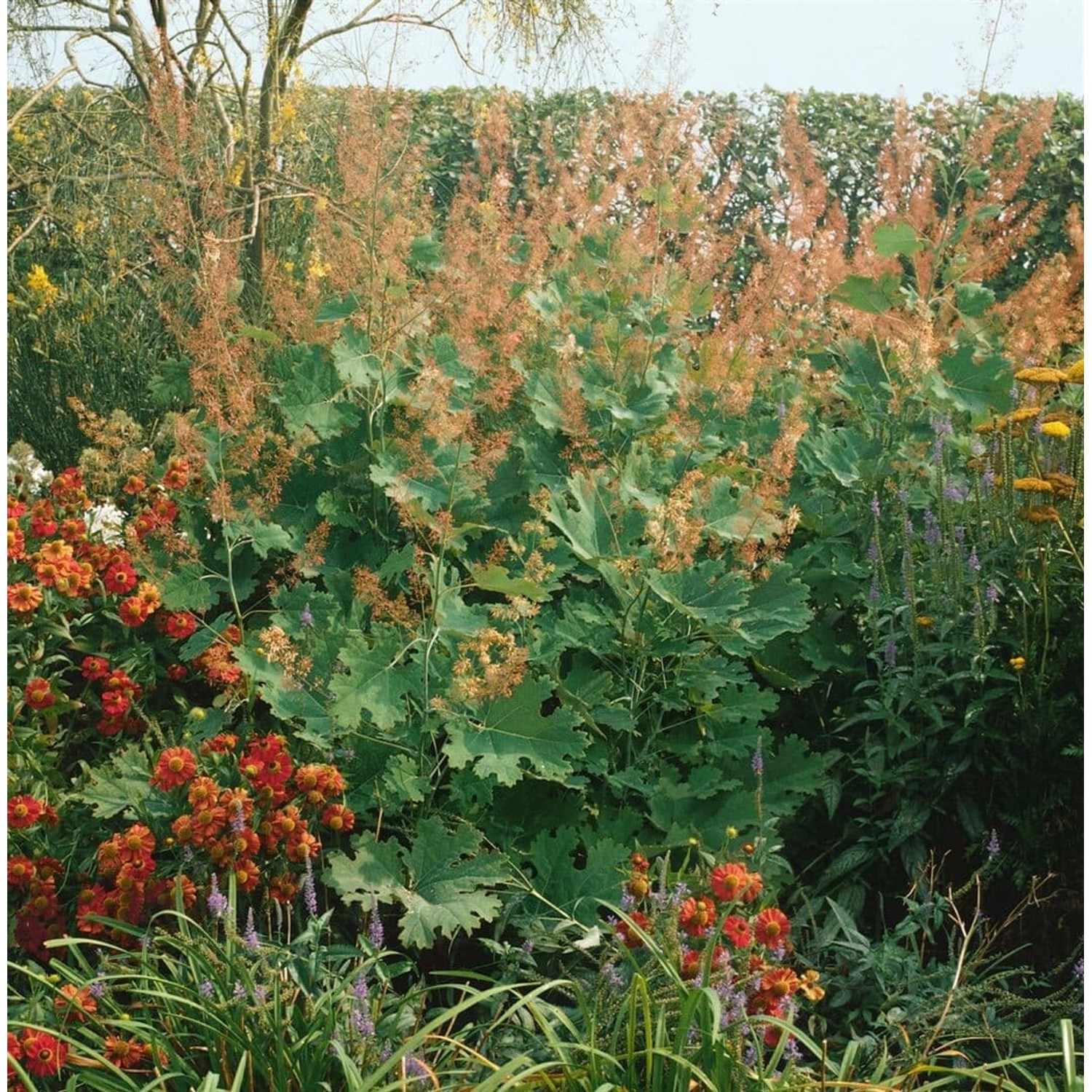 Macleaya Microcarpa Kelway's Coral Plume Ca. 11x11 cm Topf günstig online kaufen