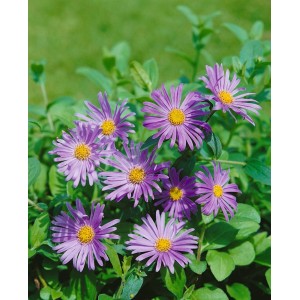 Violette Aster 'Wunder von Stäfa' im 9x9 cm Topf, eine bienenfreundliche Staude für sonnige Standorte.