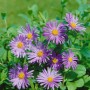 Violette Aster 'Wunder von Stäfa' im 9x9 cm Topf, eine bienenfreundliche Staude für sonnige Standorte.