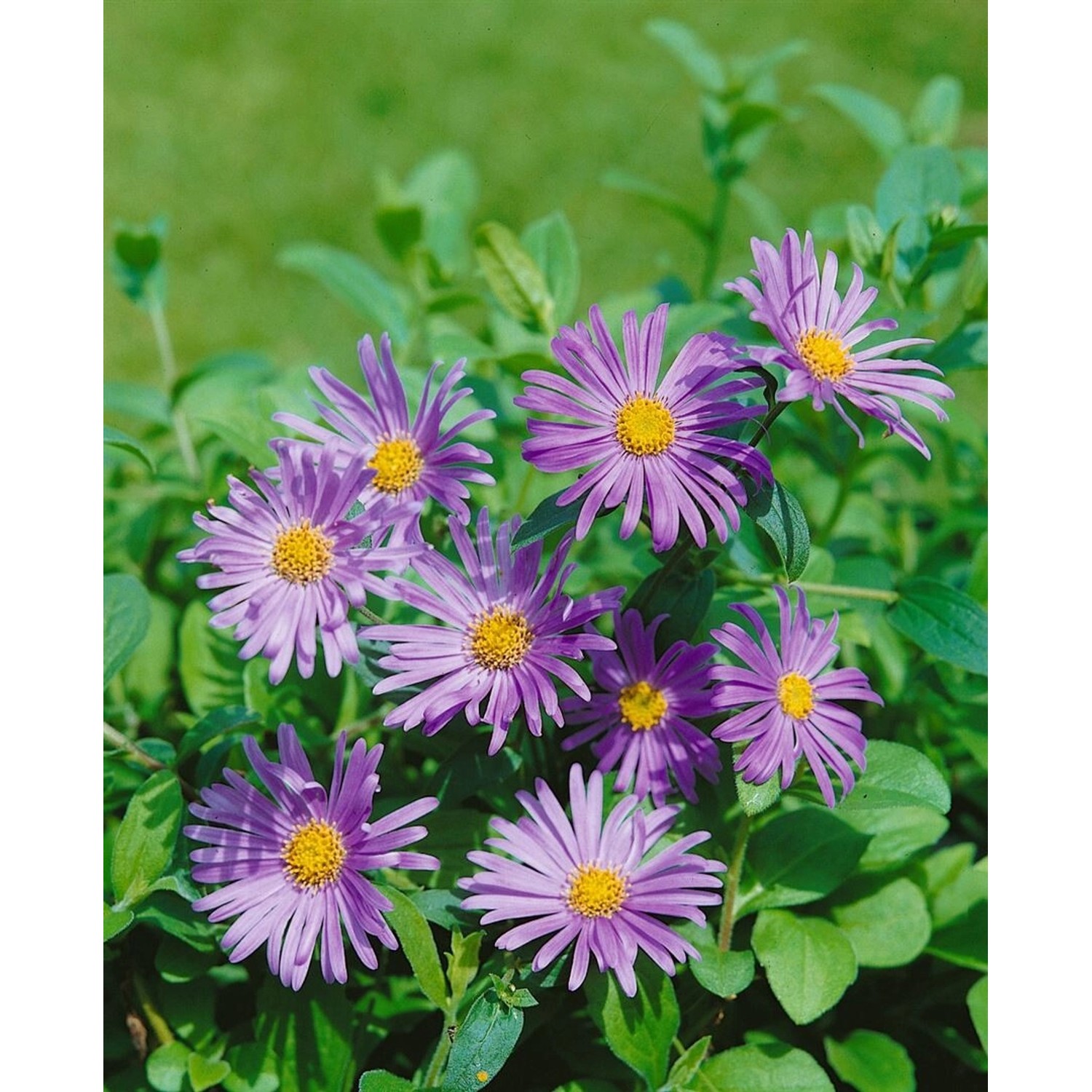 Aster X Frikartii Wunder Von Stäfa Sommeraster Ca. 9x9 cm Topf günstig online kaufen
