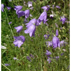 Nahaufnahme der zarten, lilafarbenen Blüten der Rundblättrigen Glockenblume.