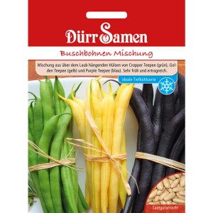 Dürr Samen Buschbohnen Mischung: Saatgut mit grünen, gelben und blauen Bohnen.