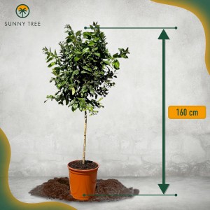 Zitronenbaum (160cm) im Topf, Citrus Limon Obstbaum mit grünen Blättern.