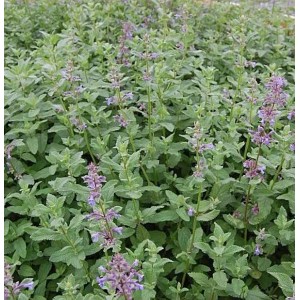 Blühende Katzenminze 'Bramdean' (Nepeta grandiflora) im Gartenbeet.