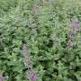 Katzenminze Bramdean - Nepeta grandiflora