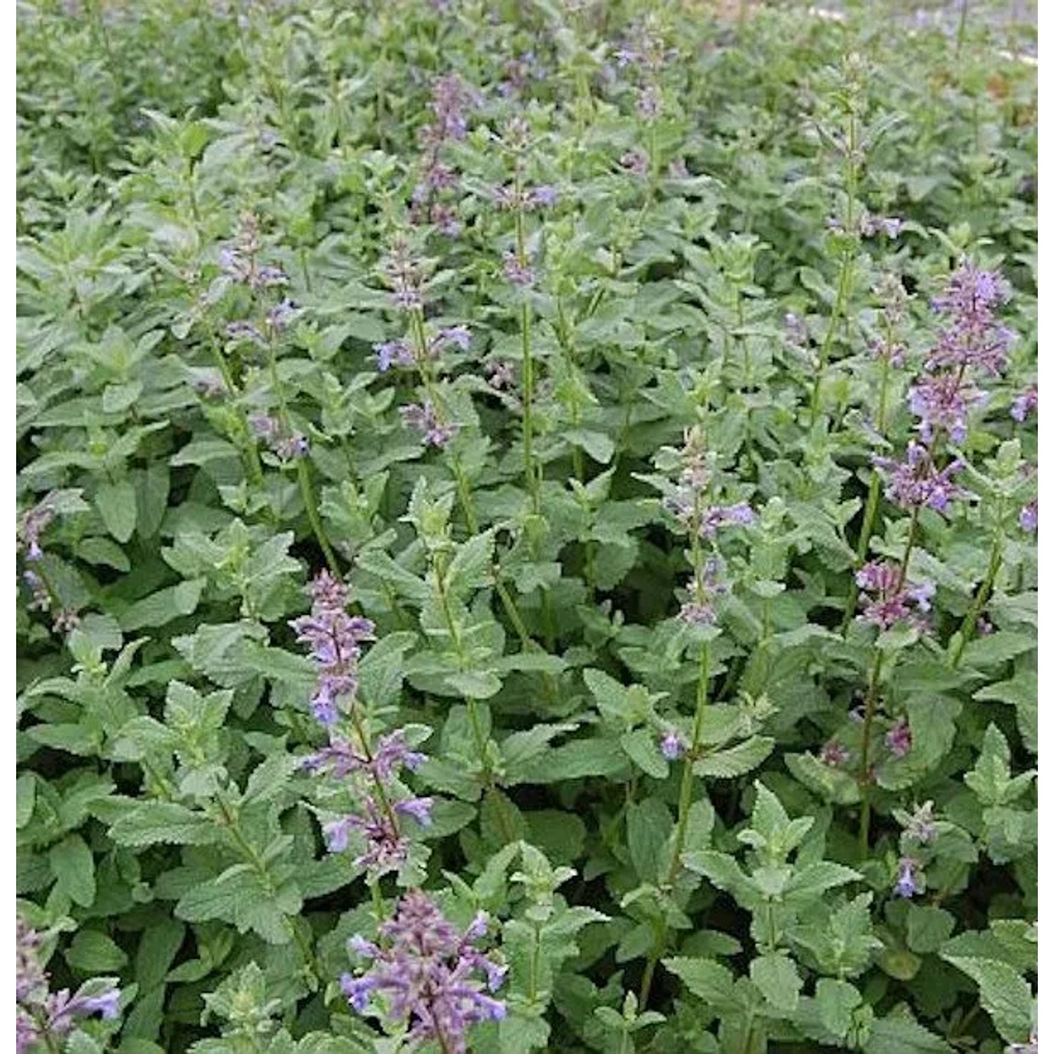 Katzenminze Bramdean - Nepeta grandiflora