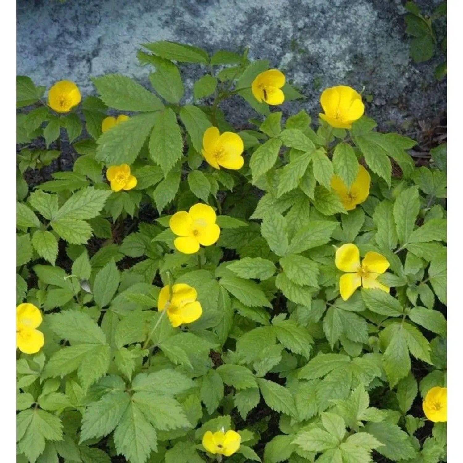Japanischer Waldmohn - Hylomecon japonica