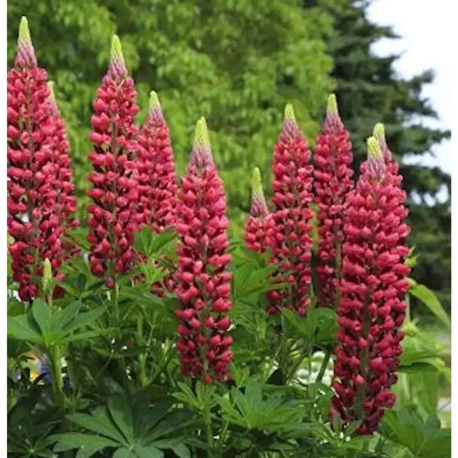 Gartenlupinie Edelknabe mit roten Blütenständen im Beet.