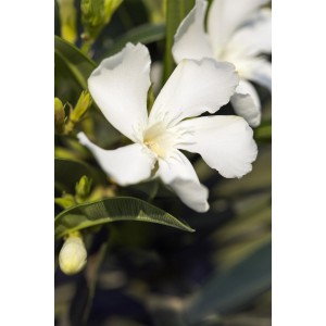Nahaufnahme: Weißer Oleander Busch (Nerium oleander) von GROW by OBI, Kübelpflanze mit weißen Blüten.