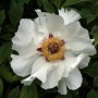 Strauchpfingstrose Weiß (Paeonia suffruticosa) mit großer, weißer Blüte und gelbem Zentrum.