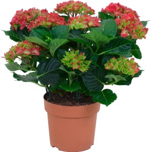Zimmerhortensie Rot im Topf, ca. 14 cm Durchmesser, mit üppigen roten Blüten.