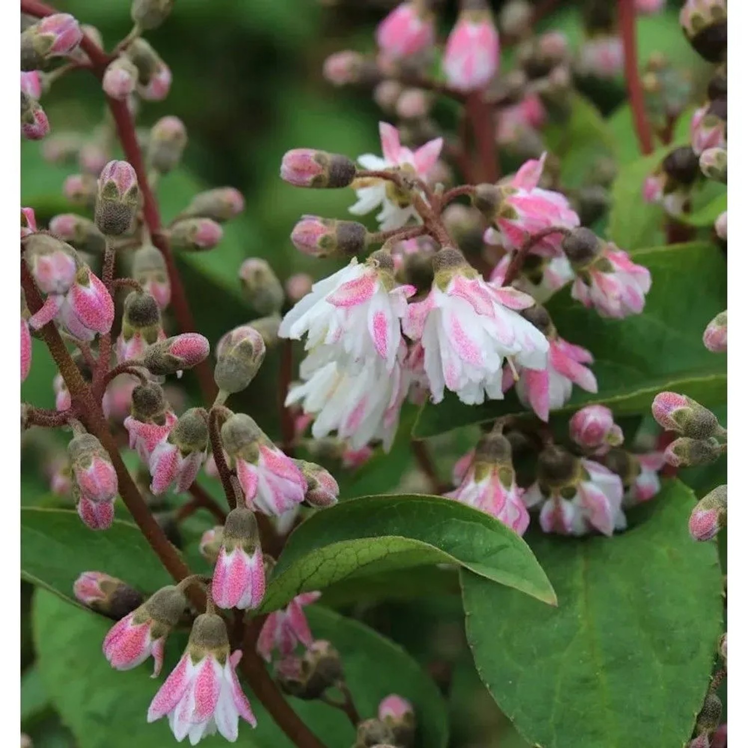 Gefüllter Sternchenstrauch 125-150cm - Deutzia scabra Plena