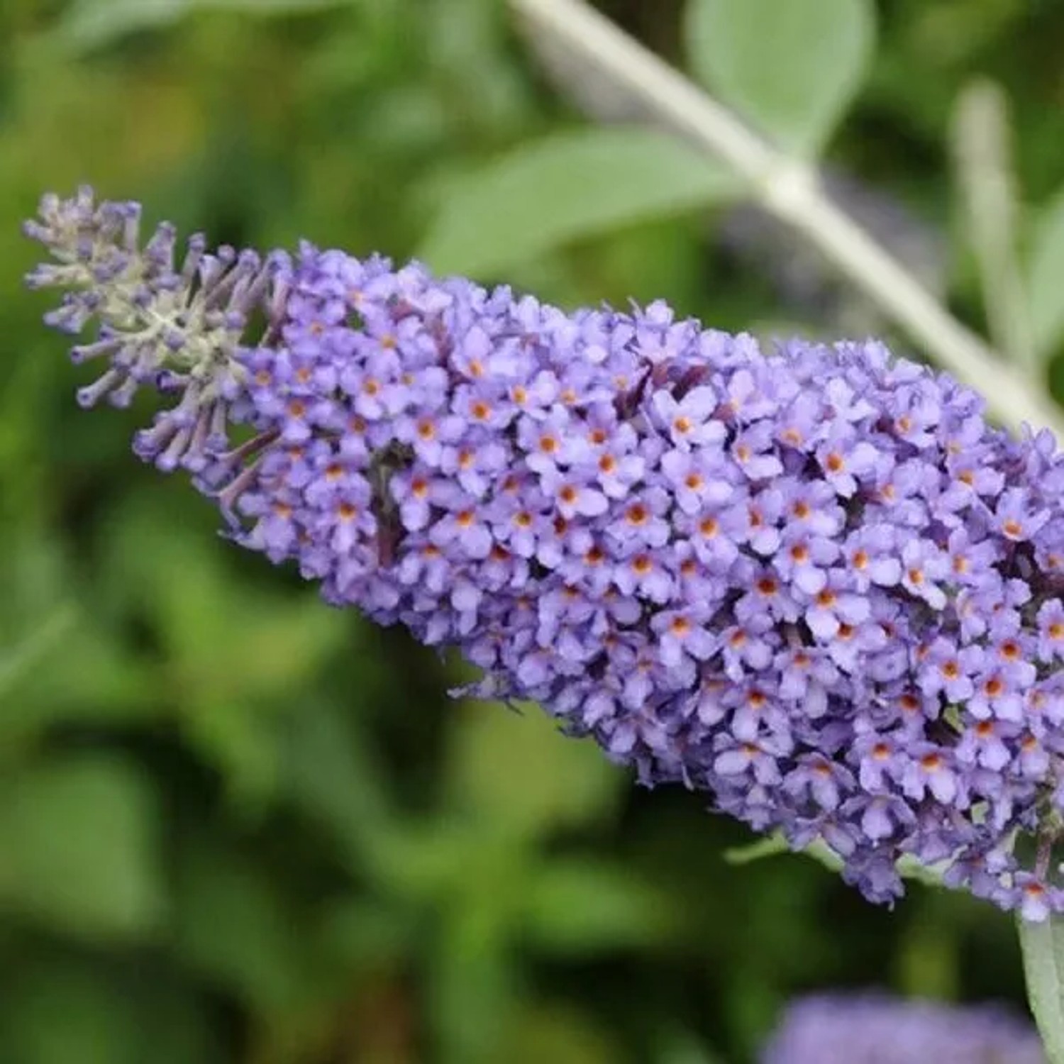 arborix Sommerflieder 'Lochinch' Buddleja 40 Bis 60 Cm Im Container Duftend