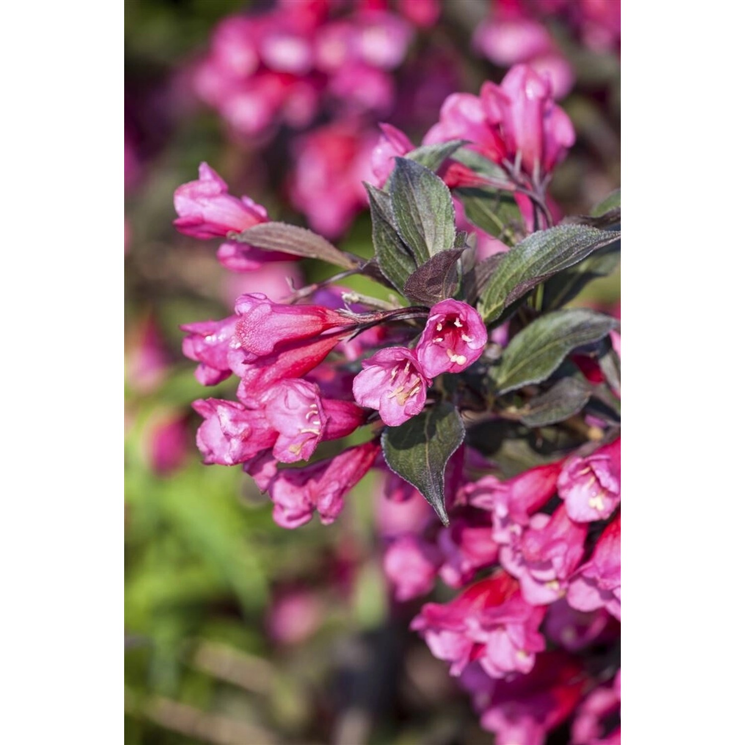 Weigela Florida Victoria Weigelie Rotblühend 100–125 cm günstig online kaufen