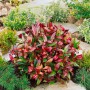 Leuchtendes Schattenglöckchen Scarletta mit roten und grünen Blättern im Gartenbeet.