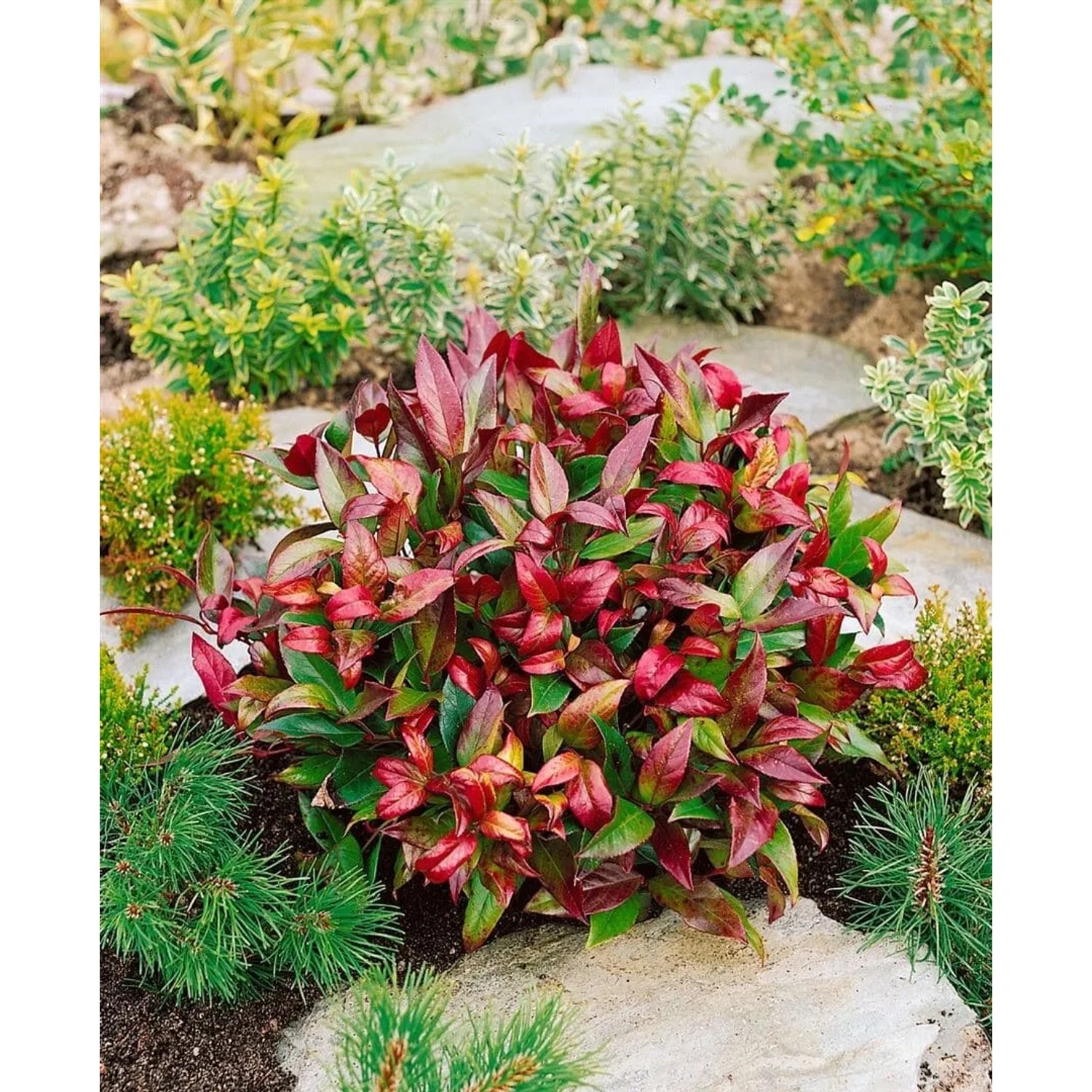 Leuchtendes Schattenglöckchen Scarletta mit roten und grünen Blättern im Gartenbeet.