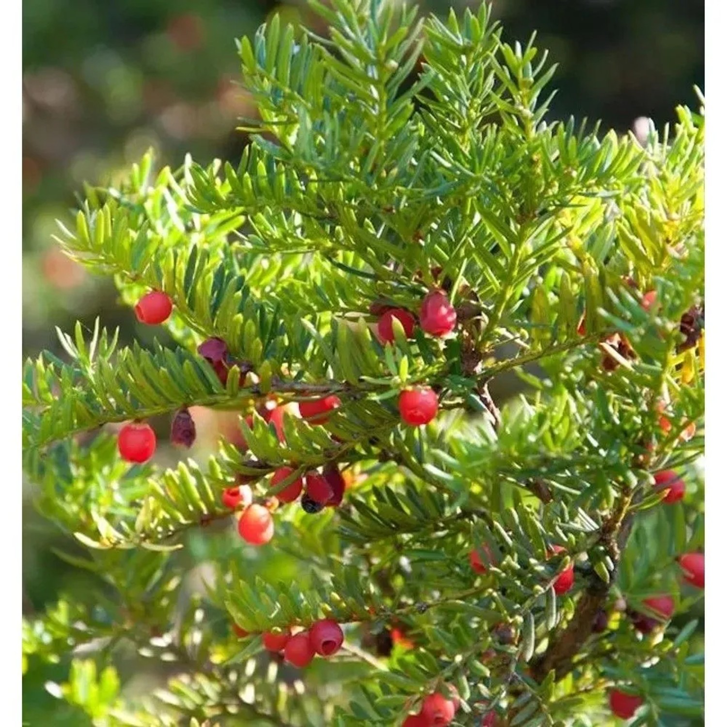 Japanische Zwergeibe 20-25cm - Taxus cuspidata Nana