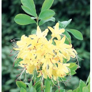 Gelber Rhododendron Lemon Drop (Rhododendron viscosum) mit grünen Blättern.