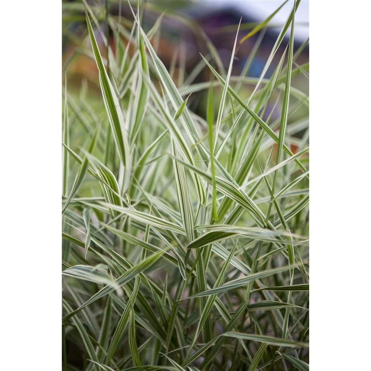 Phalaris Arundinacea Feesey Buntes Rohrglanzgras Ca. 12 cm Topf günstig online kaufen