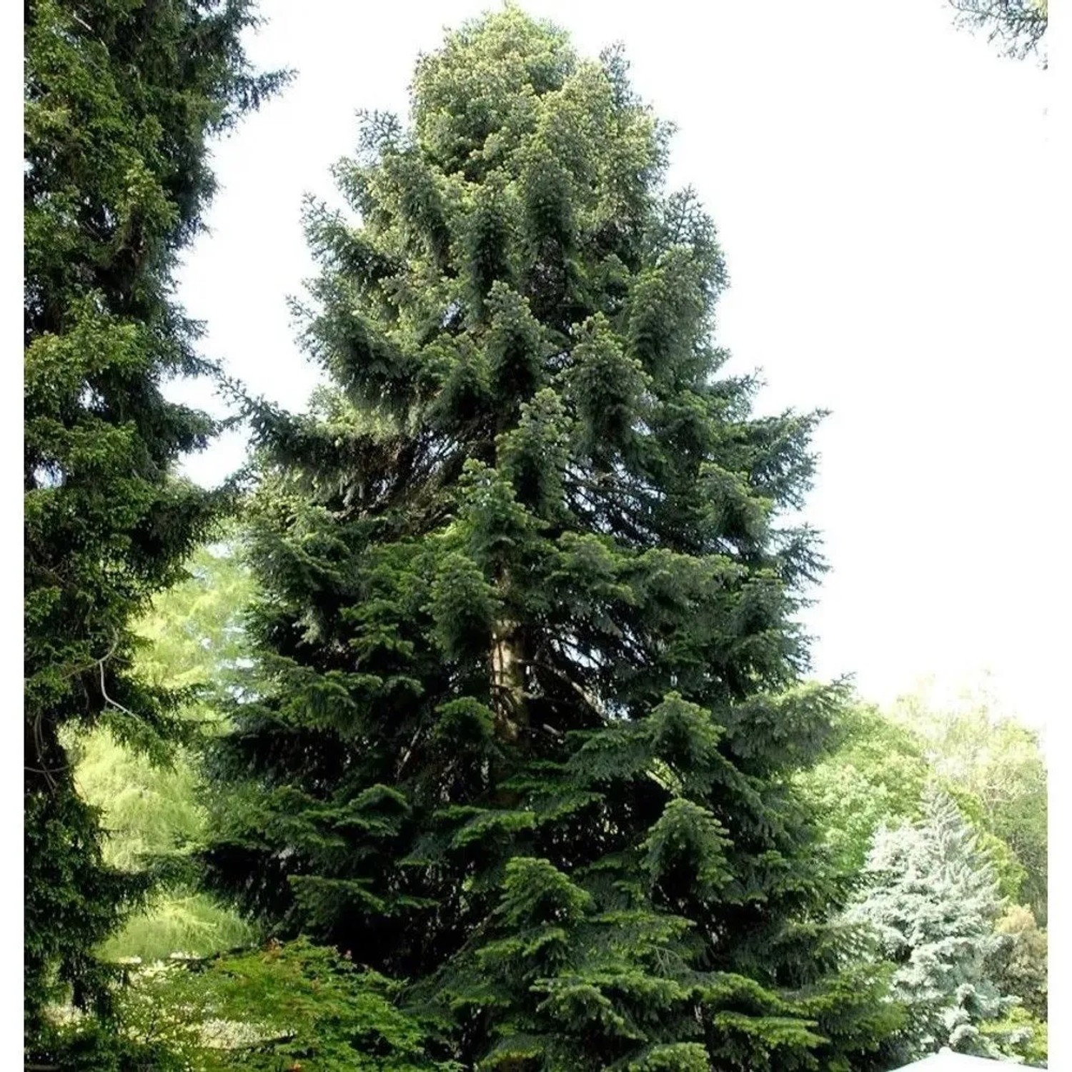 Nordmannstanne 100-125cm - Abies nordmanniana