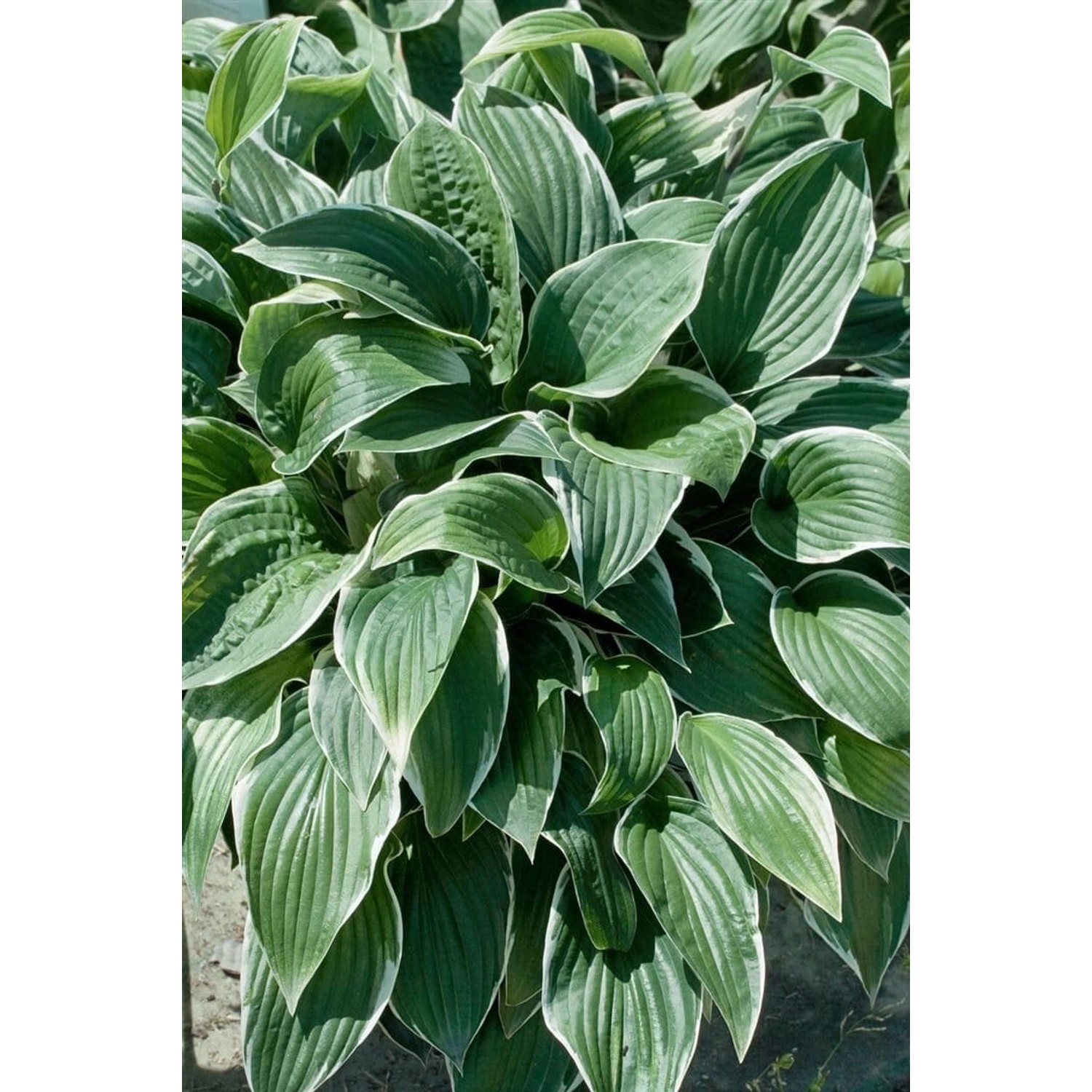 Hosta Sieboldiana Christmas Tree Funkie Ca. 11x11 cm Topf günstig online kaufen