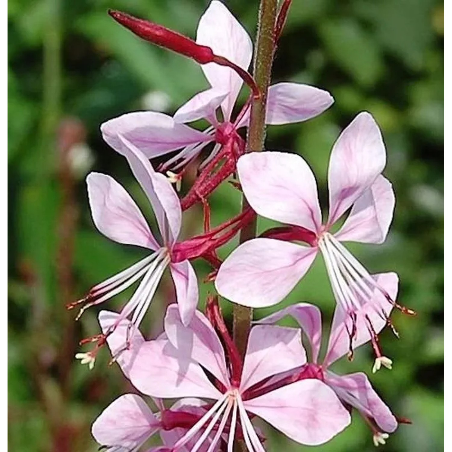 Prachtkerze Summer Breeze - Gaura,indheimeri