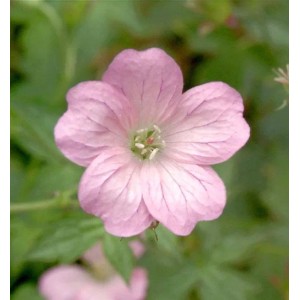 Nahaufnahme einer rosa Storchenschnabel Wargrave Pink Blüte, Kategorie Stauden.