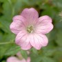 Nahaufnahme einer rosa Storchenschnabel Wargrave Pink Blüte, Kategorie Stauden.