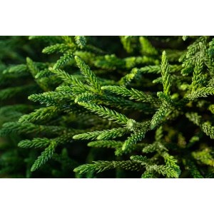 Nahaufnahme der grünen Nadeln einer Cryptomeria Japonica 'Dinger' Japanischen Sicheltanne.