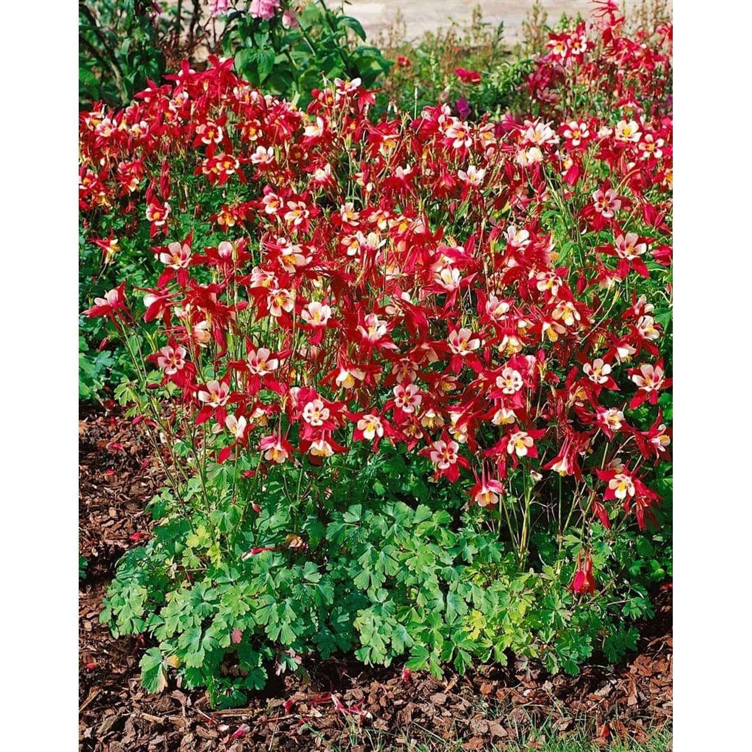 Aquilegia Caerulea Crimson Star Akelei Ca. 9x9 cm Topf günstig online kaufen
