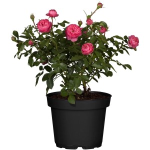 Beetrose Rosa im Topf, ca. 20-30 cm hoch, mit rosa Blüten. Hybride Rose.