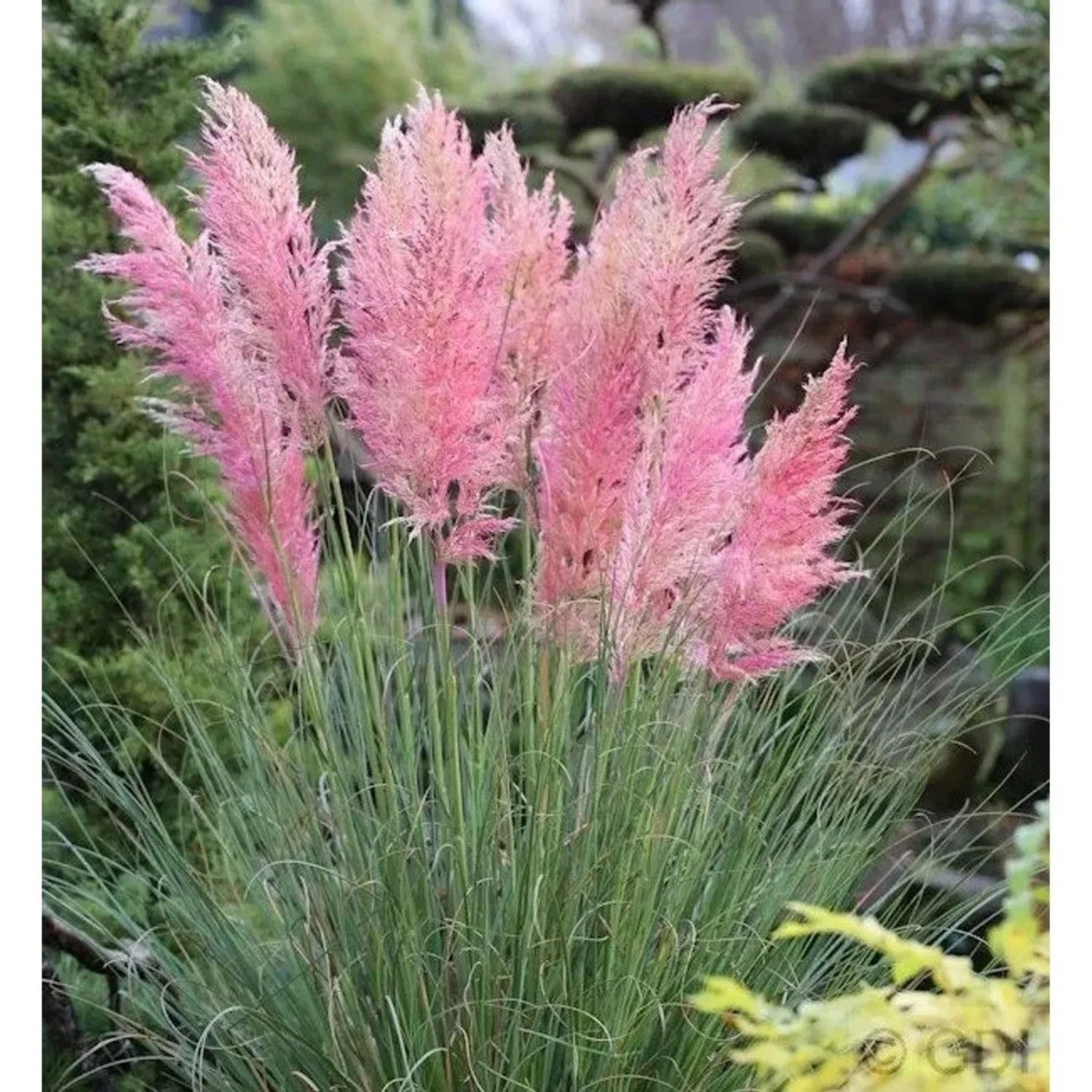 Pampasgras Rosea - Cortaderia selloana