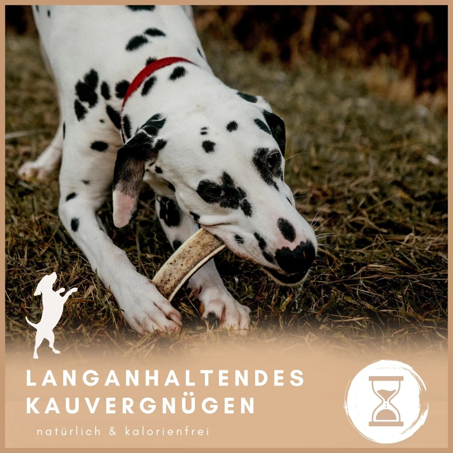 Dalmatiner kaut auf Supravit Hirschgeweih XS. Natürlicher Kauknochen für Hunde.