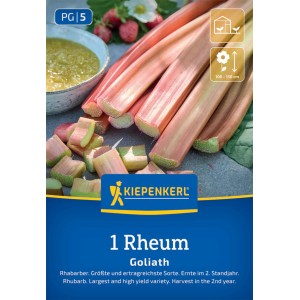 Kiepenkerl Rhabarber Goliath Rheum rhabarbarum