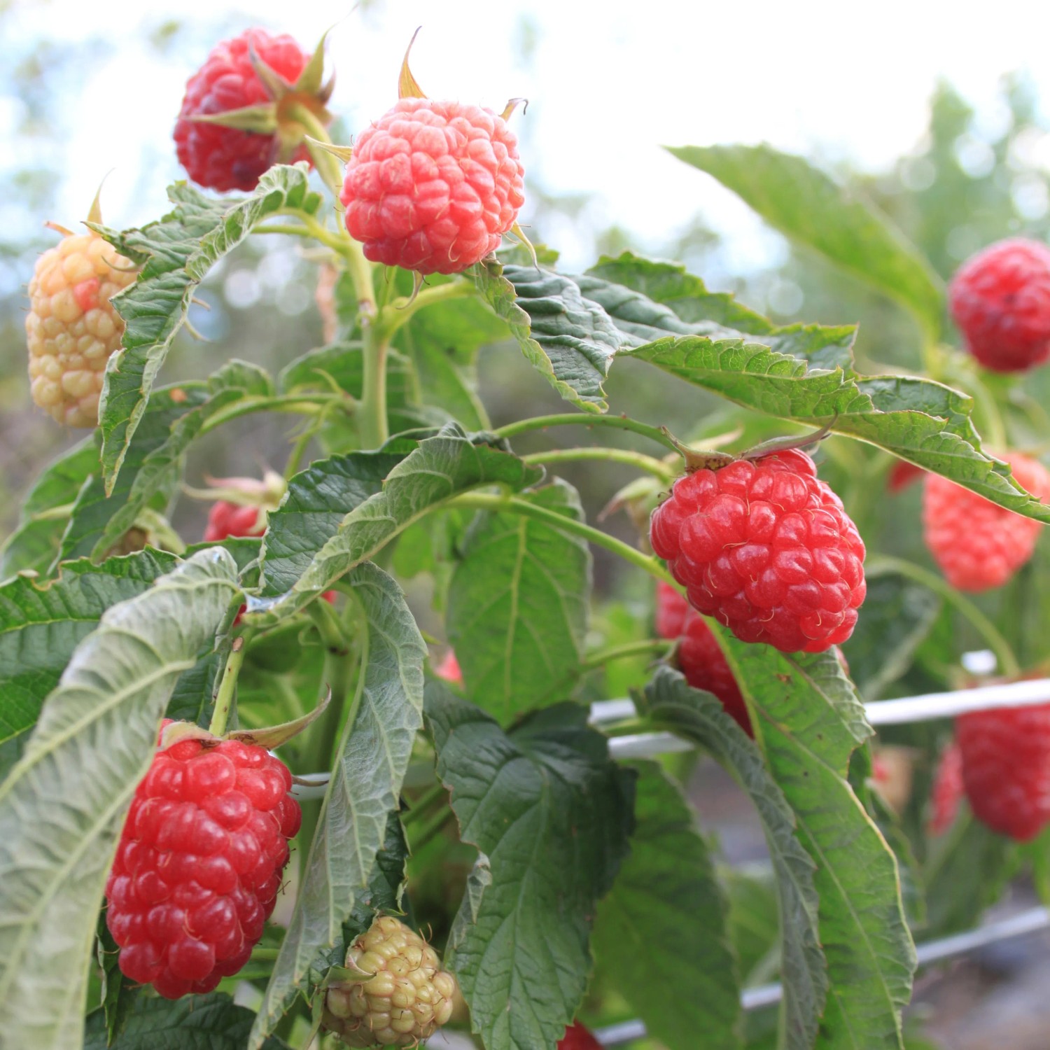 Blu Himbeerstrauch Rubus idaeus 12 cm Topf fr Balkon kaufen bei OBI
