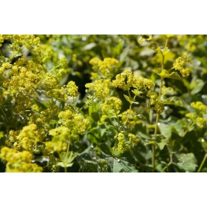 Nahaufnahme des blühenden, großblättrigen Frauenmantels (Alchemilla Xanthochlora) mit gelbgrünen Blüten.