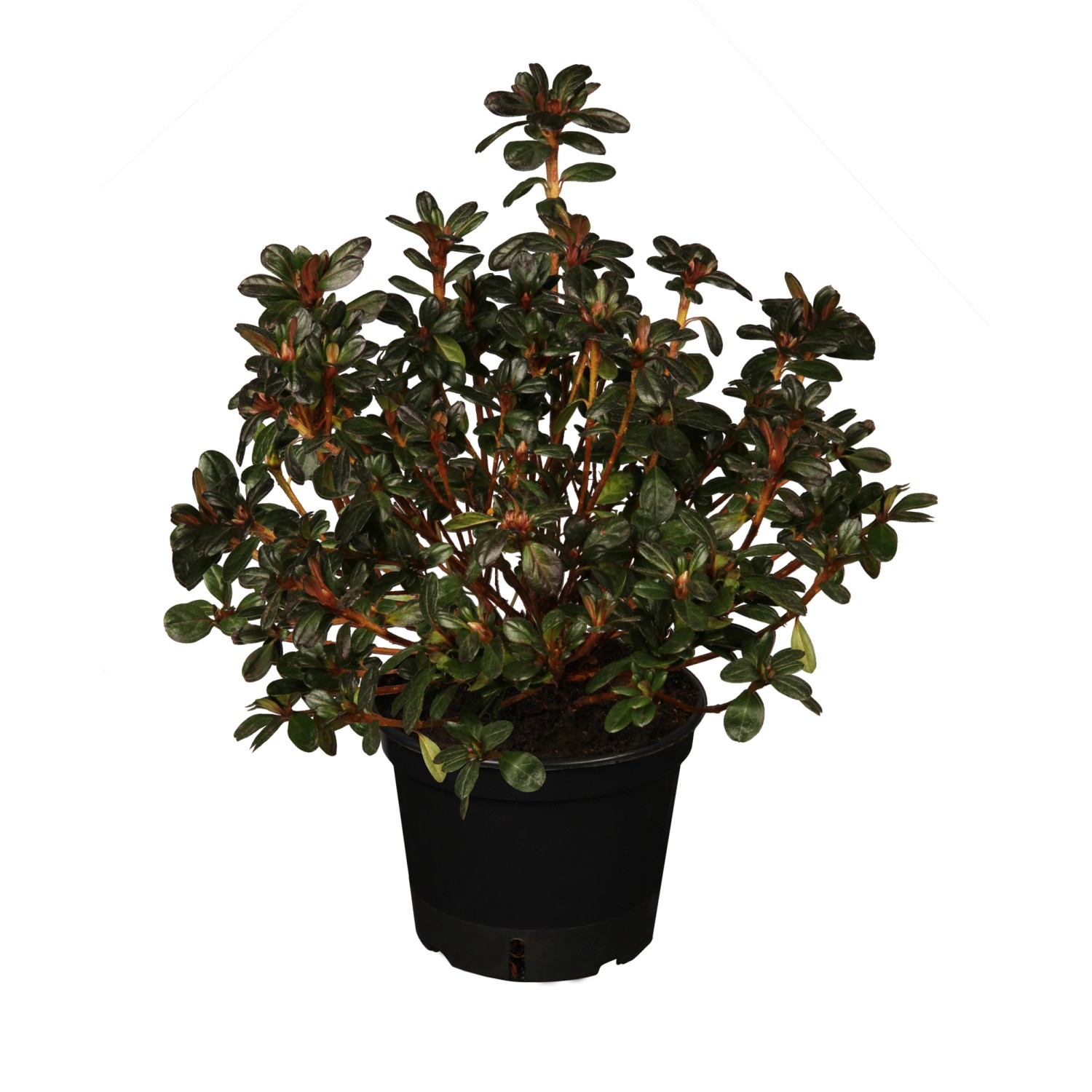 Japanische Azalee Pink poetry Rosa-Weiß Höhe ca. 20 - 25 cm Topf ca.2 l Azalea