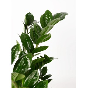 Glücksfeder (Zamioculcas zamiifolia) im Topf, eine pflegeleichte Grünpflanze von GROW by OBI.